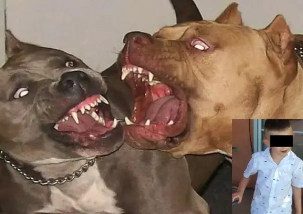 Matan perros Pitbull a niño de 4 años en Chihuahua