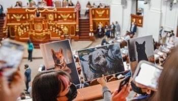 Aprueba “Ley Maple” para regular a todos los cuidadores de animales en la Cdmx