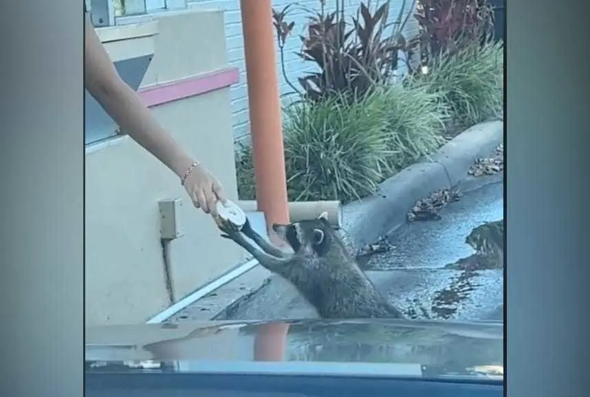 Los que grabaron el hecho se rieron cuando vieron al mapache acercarse a la ventanilla del drive-thru para llevar. Foto: TikTok samguptuppy