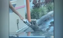 ¡Como cliente frecuente! Hace fila Mapache en Dunkin Donuts y le regalan dona
