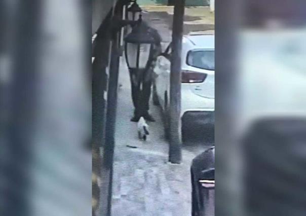 Cae el hombre que mató al gatito en Tlalnepantla porque se comió sus pajaritos