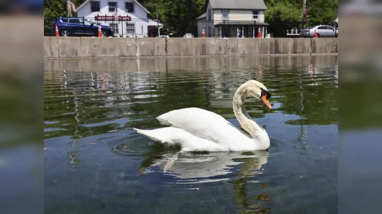 Detienen a tres adolescentes por matar y comerse un cisne en Estados Unidos