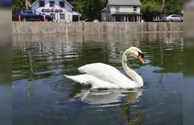 Detienen a tres adolescentes por matar y comerse un cisne en Estados Unidos