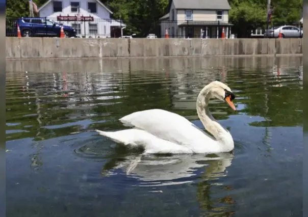 Detienen a tres adolescentes por matar y comerse un cisne en Estados Unidos