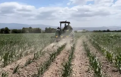 Lluvias provocan perdidas de melón e higos en Hidalgo