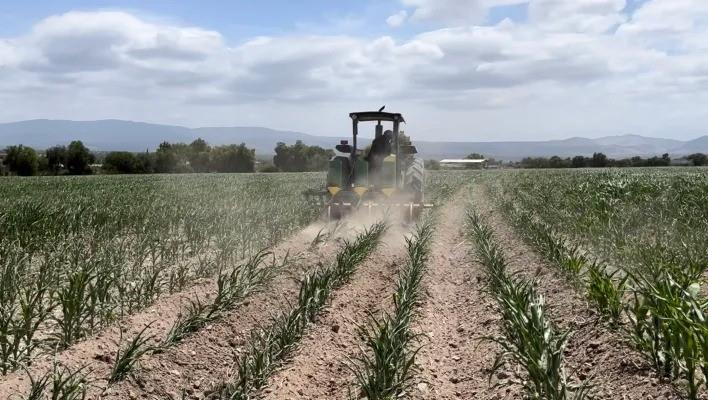 Lluvias provocan perdidas de melón e higos en Hidalgo