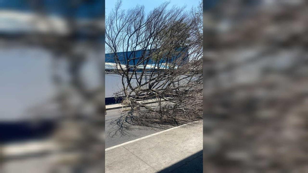 Cae árbol seco en Miguel Hidalgo. Foto: Ramón Ramírez.