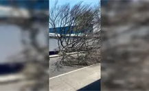 Cae árbol seco en la Miguel Hidalgo y derriba cables y un poste; no hay heridos Cae árbol seco en la Miguel Hidalgo y derriba cables y un poste; no hay heridos