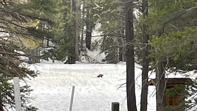 Confirman avistamiento de un glotón en California, el tercero que se registra en un siglo. Foto. Kcranews