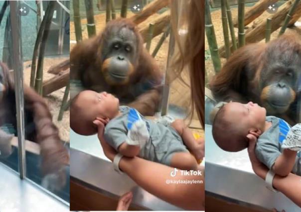 Orangután pide a una mujer que le muestre al bebé que llevaba en brazos