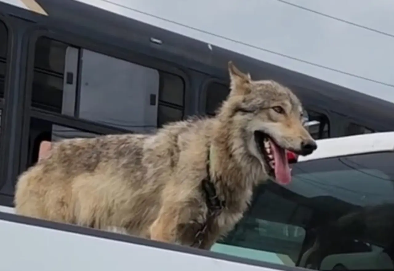 Fue un usuario de TikTok de nombre Heraclio Aj el que compartió en su cuenta el video donde se aprecia el espécimen y pregunta a los demás usuarios sobre el origen del animal. Foto: Captura de pantalla