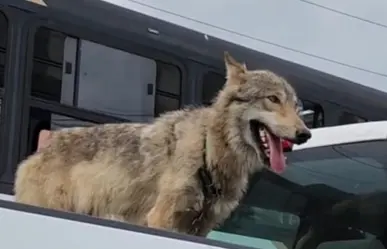 Sorprende lobo a regios