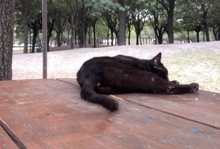 Desafortunadamente, son el rostro del abandono y que al no estar esterilizados se corre el riesgo de que haya más camadas de gatitos. Foto: Carolina León.