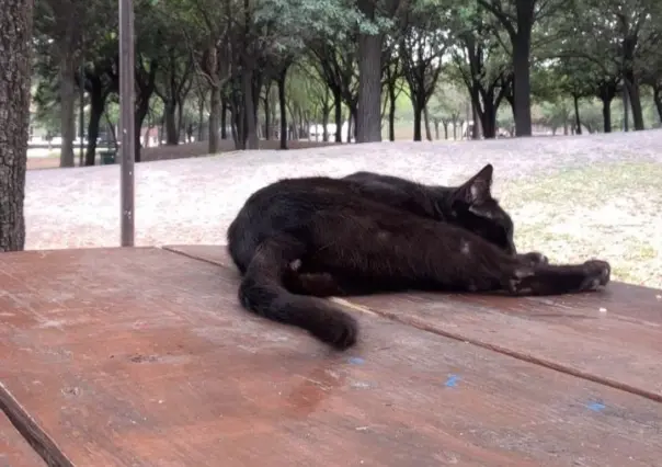 Invaden los ‘michis’ en el Parque Fundidora