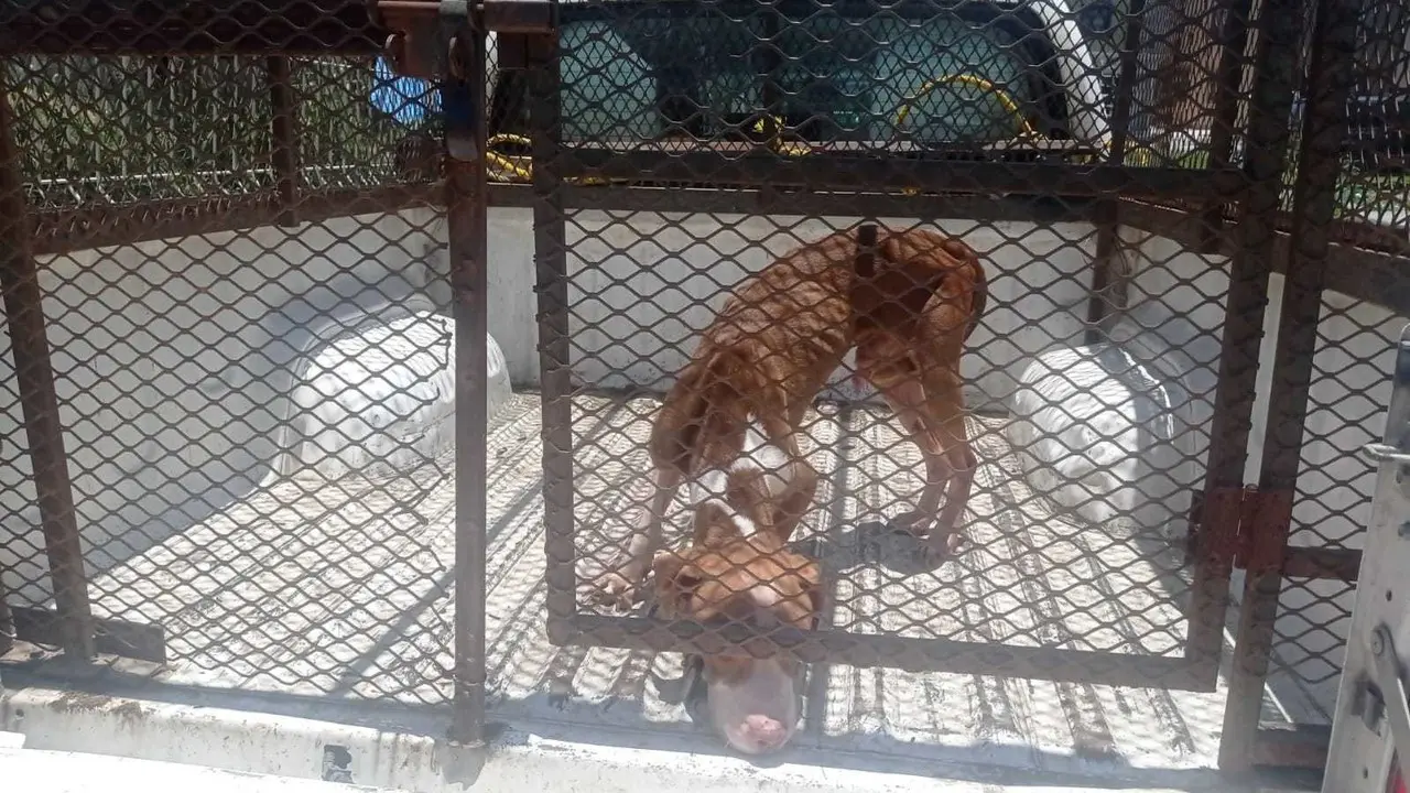 Rescatan a perrito abandonado en Jardín Residencial en Juárez