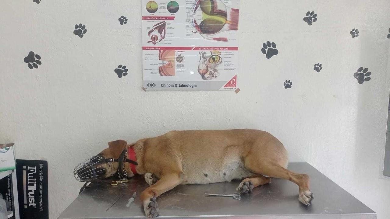 Buscan a hombre que mata a un perrito a balazos y hiere a otro, en Ecatepec