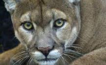 Reportan avistamiento de puma con crías en Cadereyta