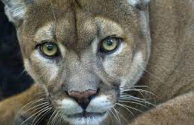 Reportan avistamiento de puma con crías en Cadereyta
