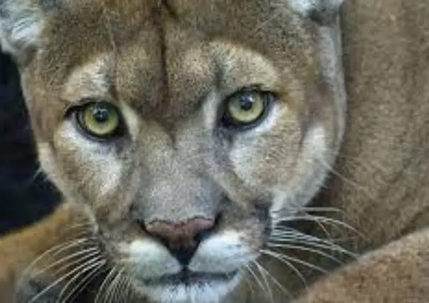 Reportan avistamiento de puma con crías en Cadereyta