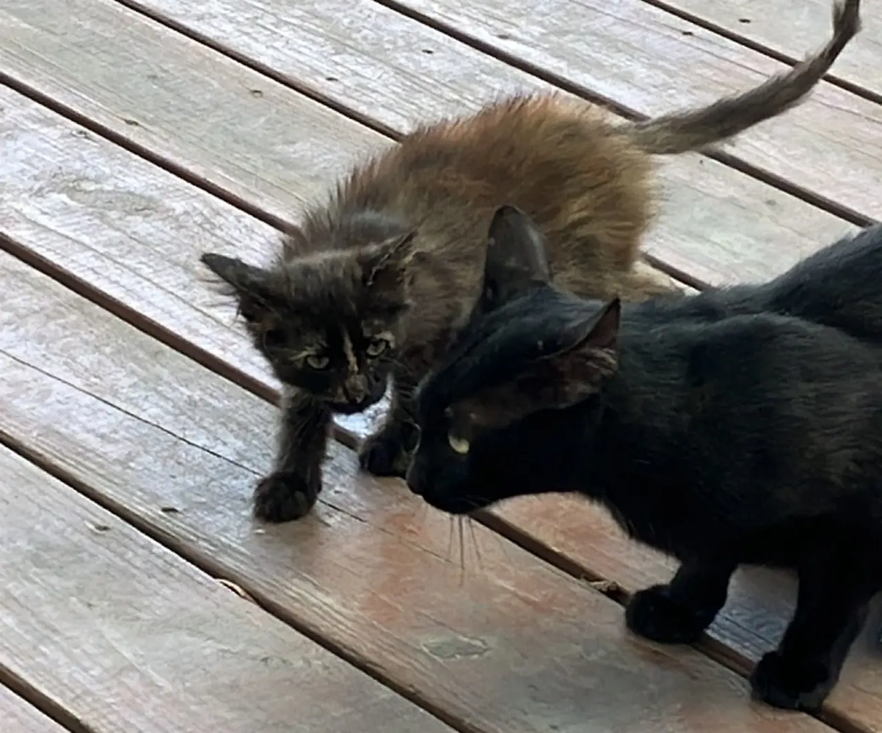 La Secretaría de Medio Ambiente de Nuevo León intercederá por la familia de gatos que vive en el Parque Fundidora. Foto. Carolina León