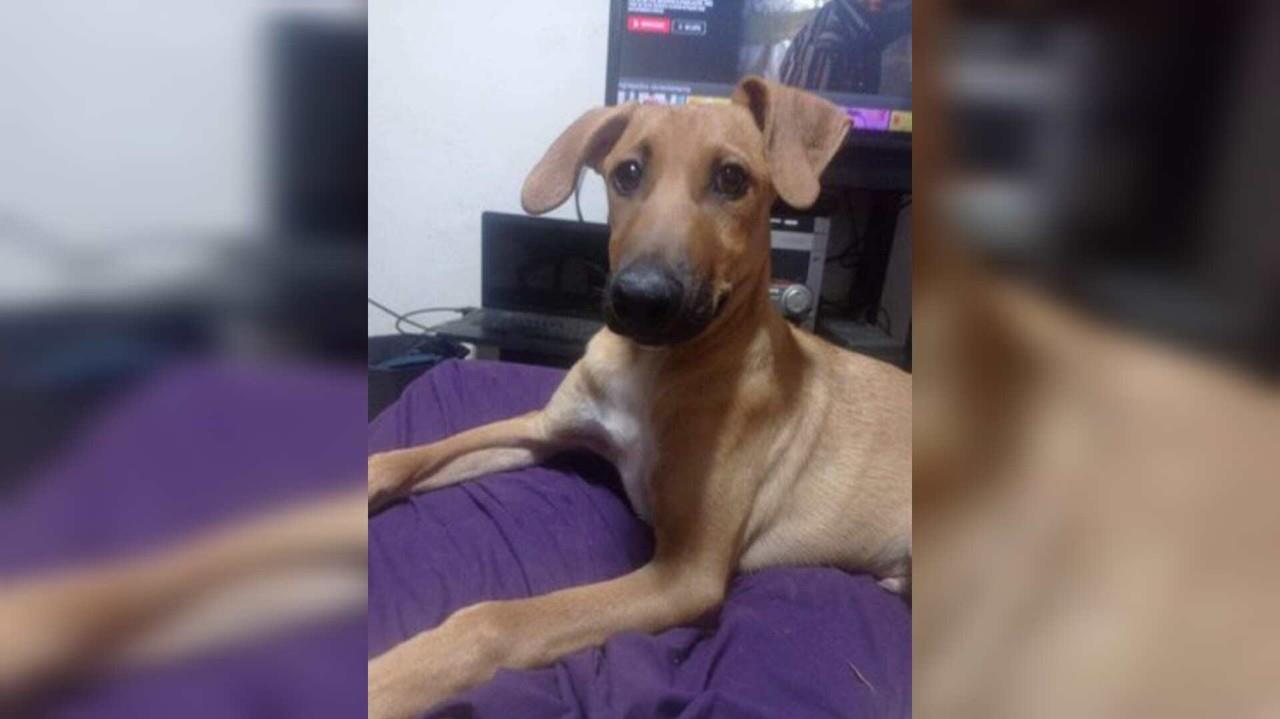 Buscan a hombre que mata a un perrito a balazos y hiere a otro, en Ecatepec