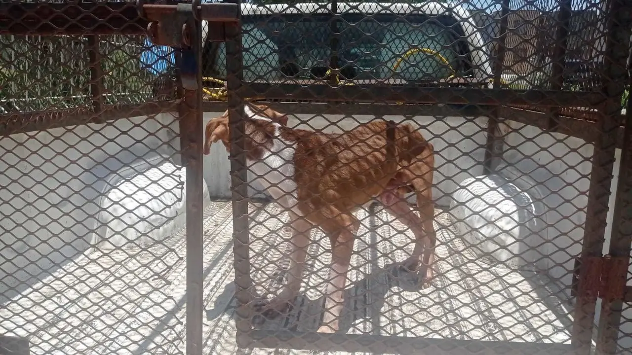 Rescatan a perrito abandonado en Jardín Residencial en Juárez