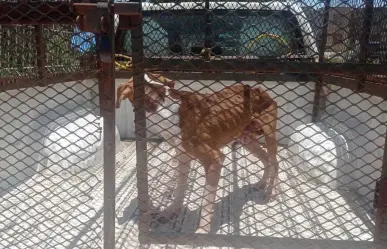 Rescatan a perrito abandonado en Jardín Residencial en Juárez