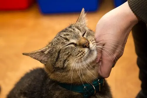 Soraya Kronawetter, contó que el viernes por la noche su gata salió de su casa y apareció dos días después pero con un ojo saliendo de su cabeza. Foto: Mis Animales.