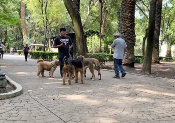 Ley de Protección Animal preocupa a paseadores de perros en la CDMX