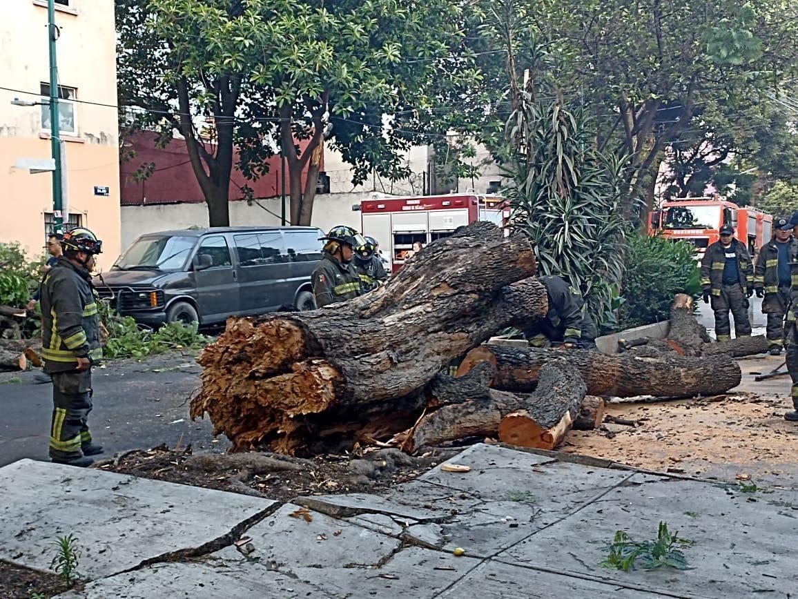 Colapsa jacaranda de más de 35 metros. Foto: cortesía