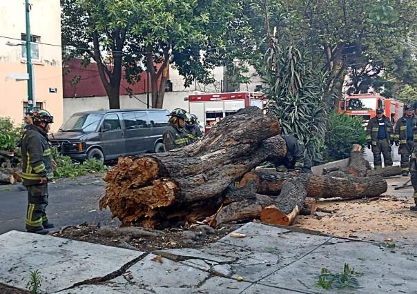 Colapsa jacaranda de más de 35 metros y genera caos vial en la colonia Roma