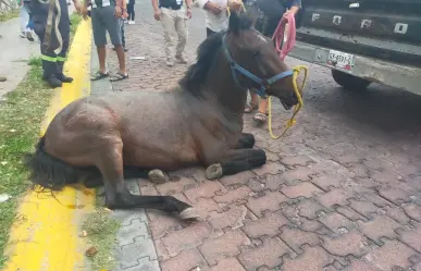 VIDEO: Rescatan a un caballo de una alcantarilla en Temixco Morelos