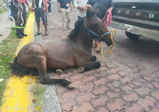 VIDEO: Rescatan a un caballo de una alcantarilla en Temixco Morelos