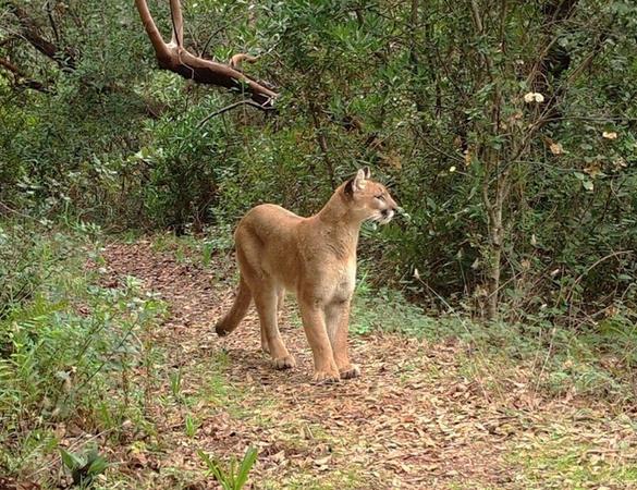 Alerta por un avistamiento de un puma en Cadereyta. Foto. Ilustrativa