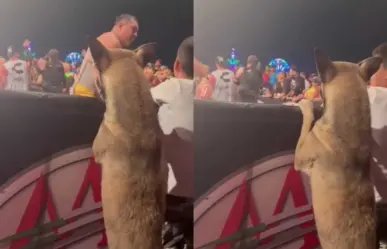 ¡En primera fila! Asiste perro a función de lucha libre