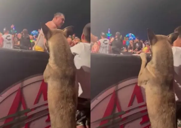 ¡En primera fila! Asiste perro a función de lucha libre