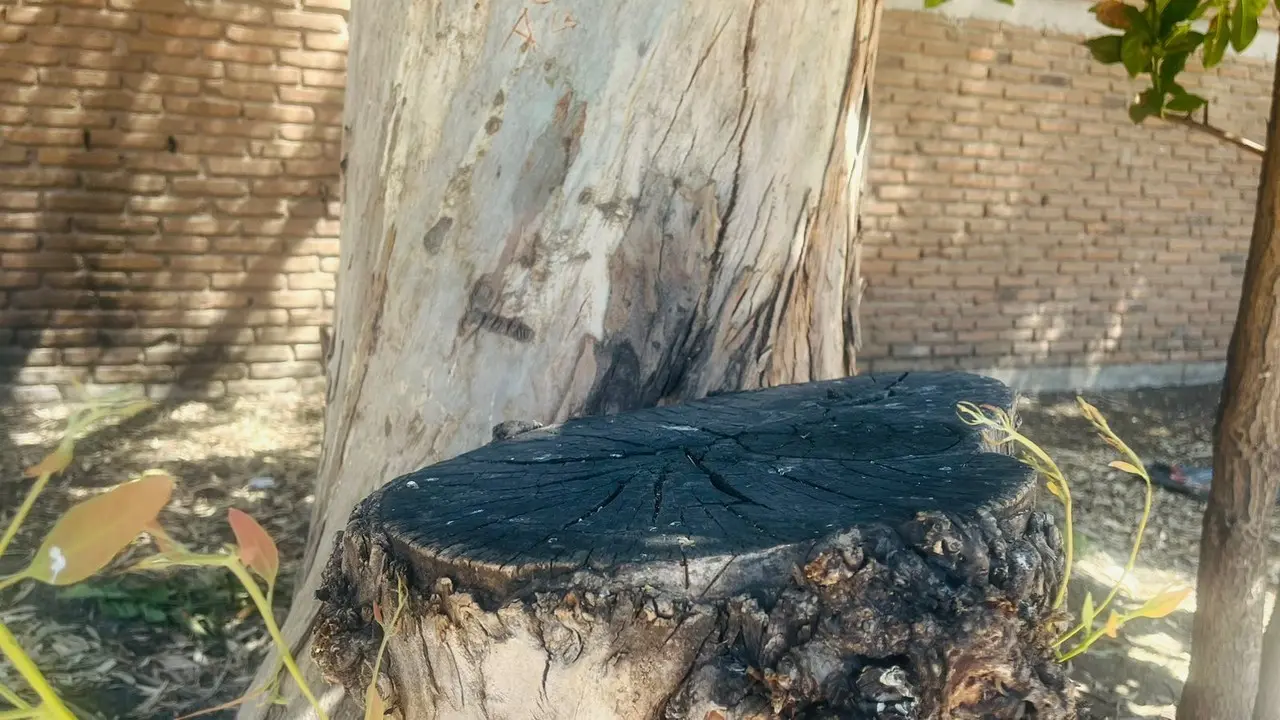 Tala clandestina en el Mezquital pone alerta a habitantes de la zona. Foto: Jesús Carrillo.