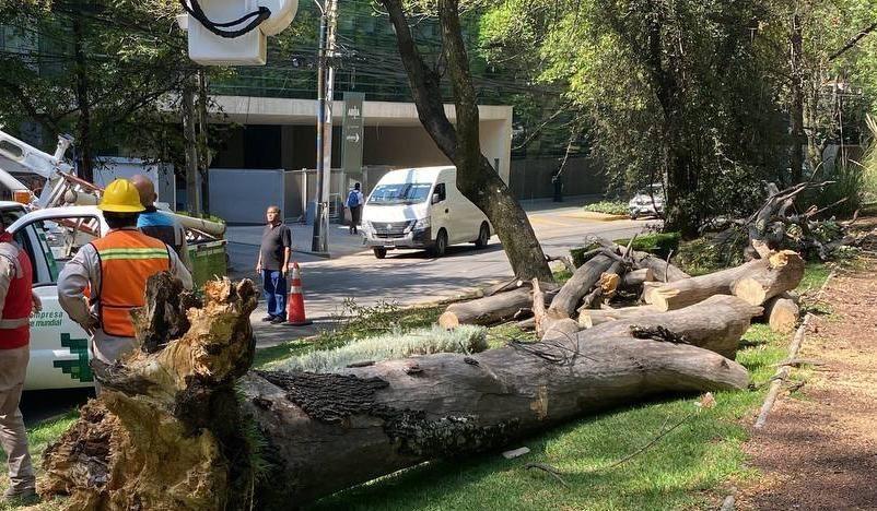 La caída de los árboles se debió al reblandecimiento de la tierra por las lluvias. Foto: Ramón Ramírez