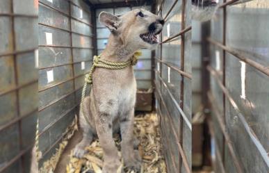 Rescata PROFEPA a puma abandonado en construcción en Culiacán, Sinaloa