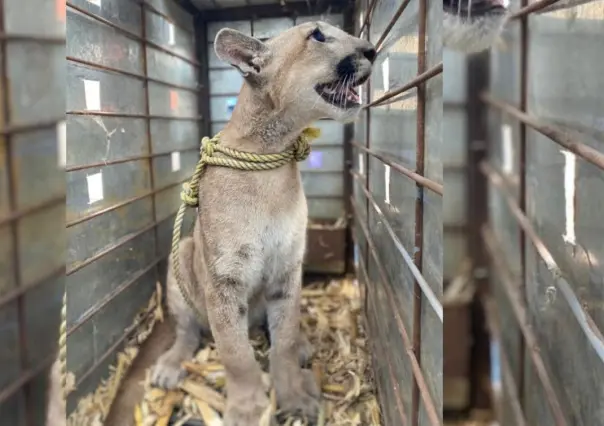 Rescata PROFEPA a puma abandonado en construcción en Culiacán, Sinaloa
