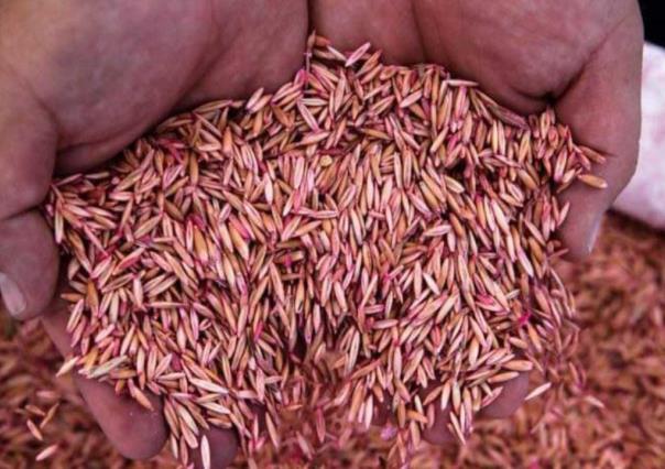 Entrega Toño Ochoa semilla de avena forrajera a ganaderos de Llano Grande