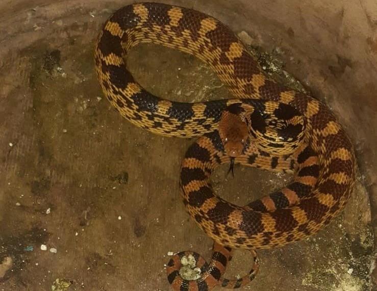 El pasado mes de marzo se reportó que fue encontrada una serpiente cincuate al interior de una casa en Tlalpan. Foto: Twitter @LetyVarela