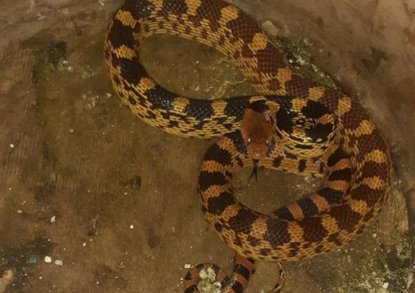 ¡Van dos! Encuentran otra culebra sorda al interior de una casa