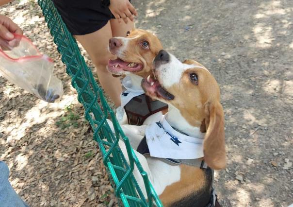 ¡Locura de perritos orejones! Conoce al Beagles Club Monterrey