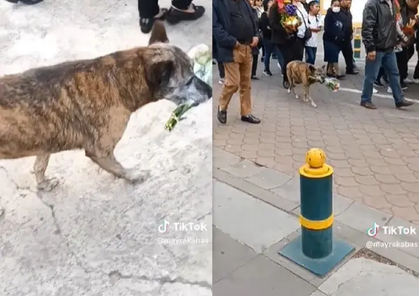 El adiós a un amigo: lomito acompaña a su dueño hasta su última morada