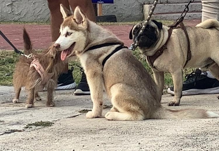 Recomendaciones para  cuidar a nuestras mascotas y plantas de los rayos solares.