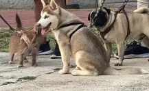 ¡Calor extremo! cuida a tus mascotas y plantas