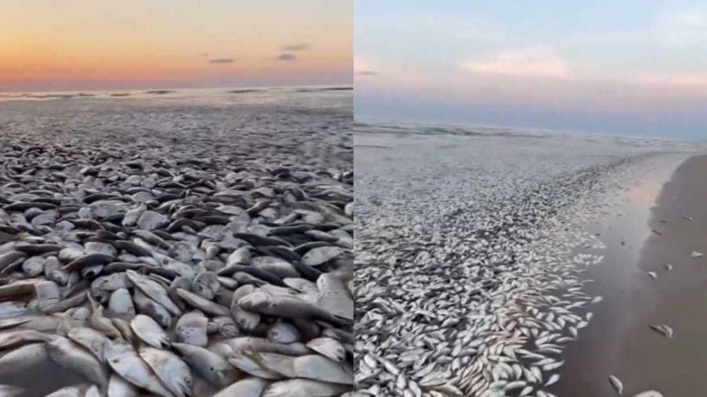 ¡Decenas de miles! Aparecen peces muertos en playa de Texas