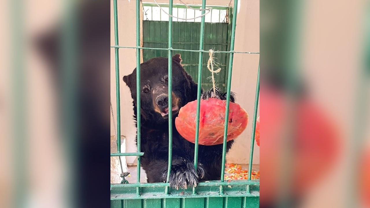 Balú es un oso que come fruta congelada para mitigar el calor.