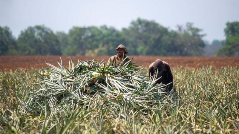 De acuerdo con la dependencia, el deceso ocurrió mientras el joven trabajaba en la cosecha de la fruta de la piña, durante la segunda onda de calor. Foto: Especial.